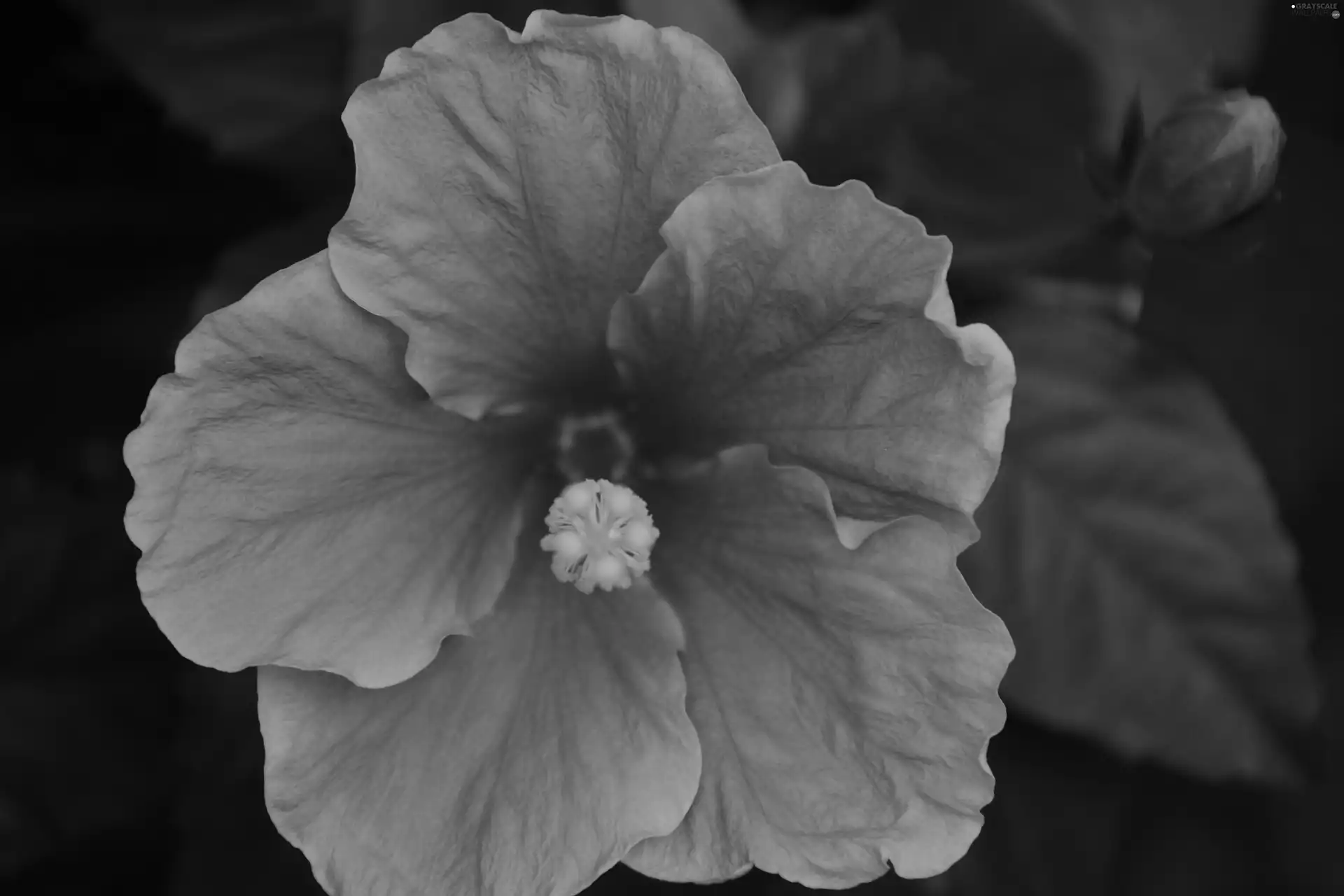 hibiskus