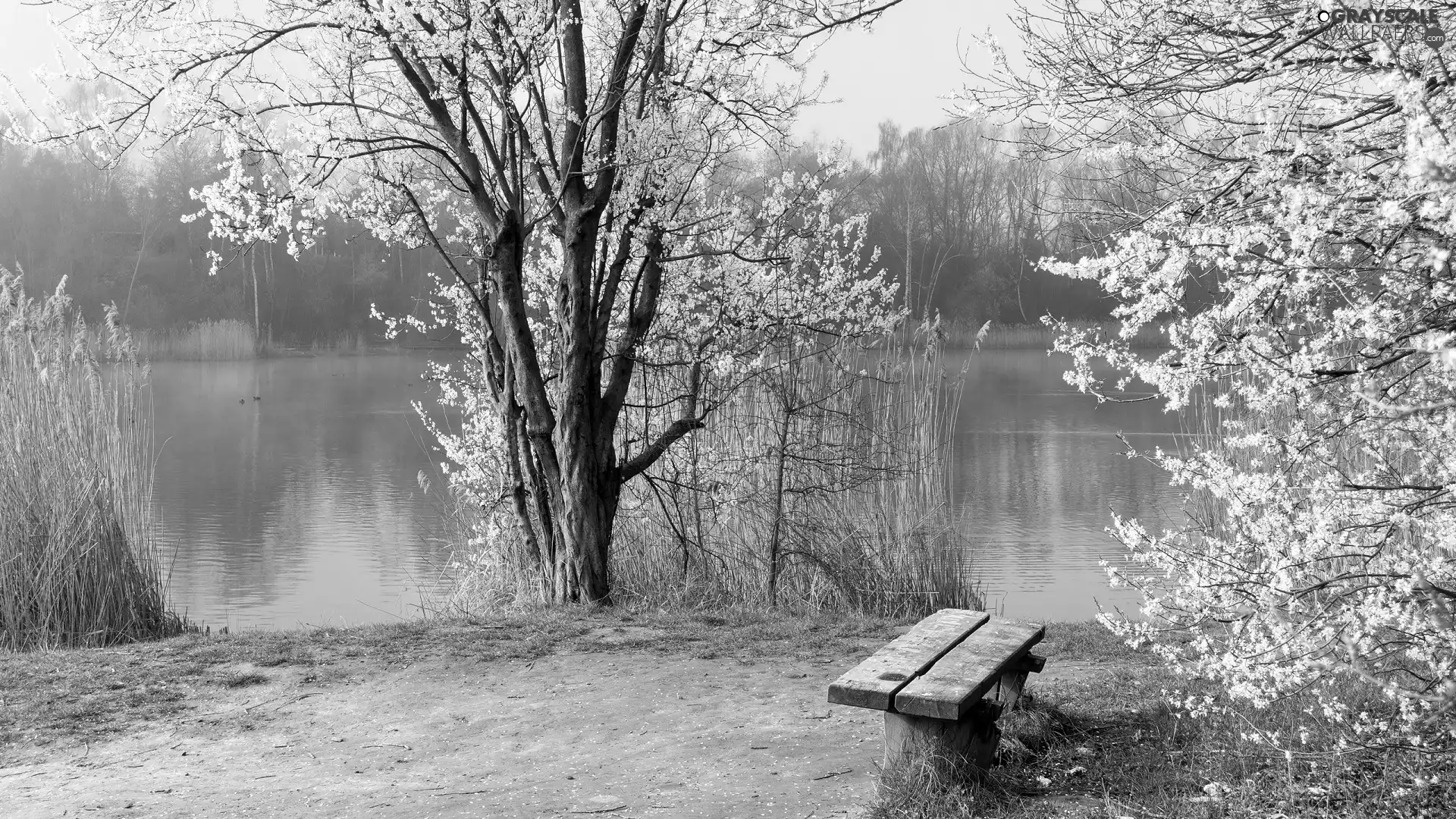 flourishing, trees, Bench, viewes, grass, River, Spring, high