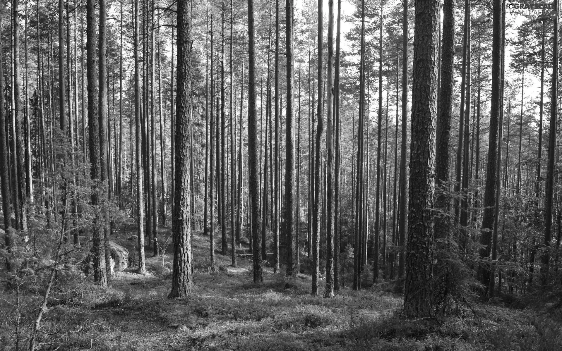 viewes, Forest Mulch, high, trees, forest