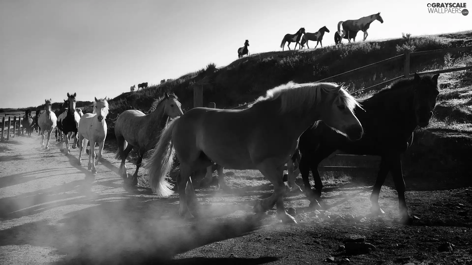 bloodstock, dust, hill, herd