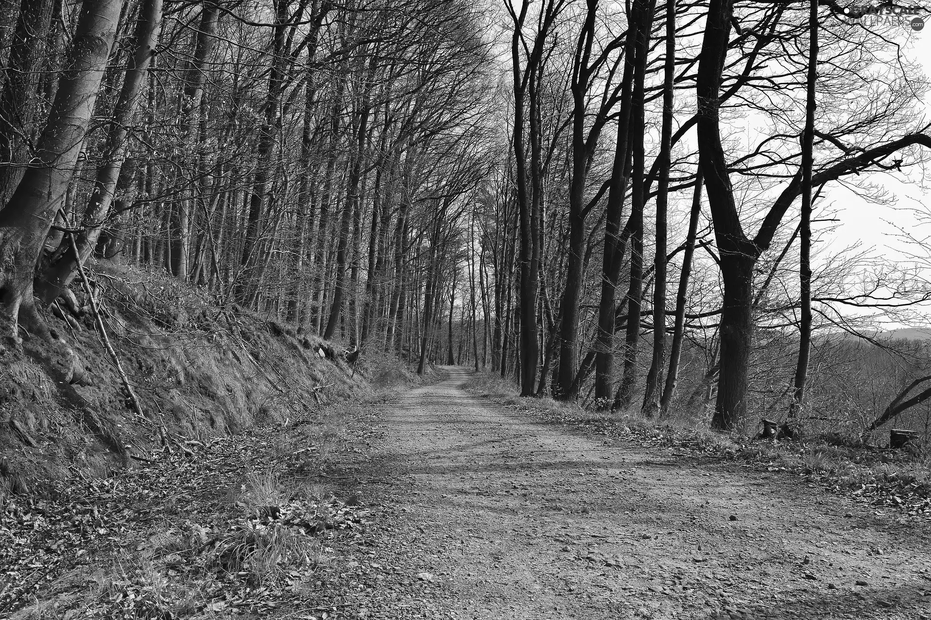 Way, Hill, trees, viewes, autumn