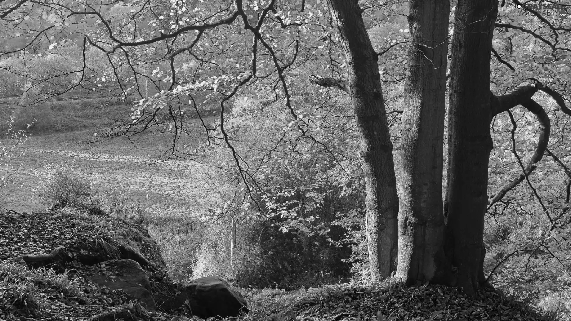 Hill, autumn, trees