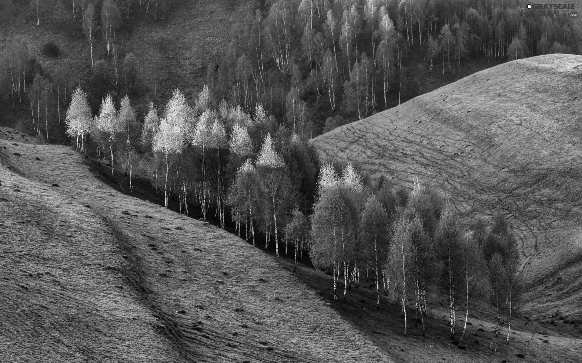 birch, Hill, trees, viewes, Spring