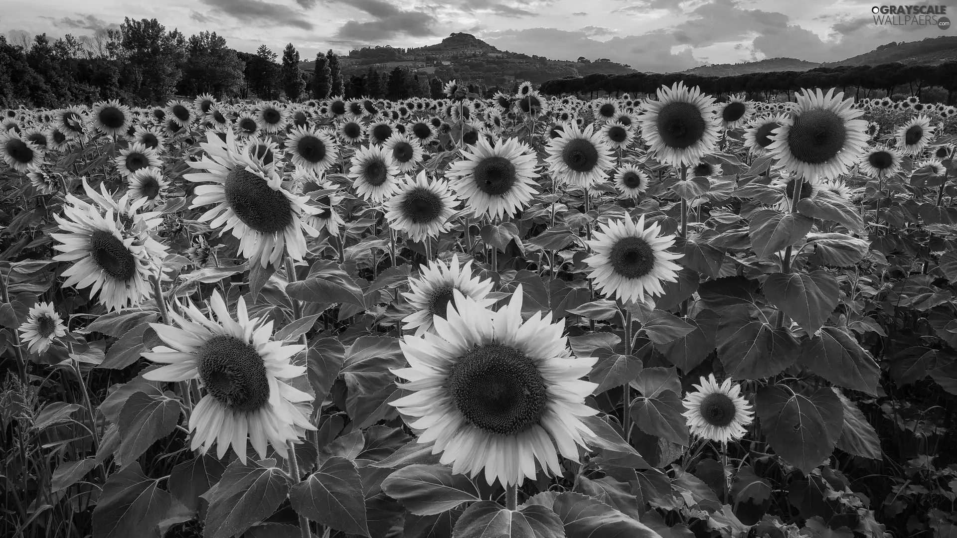 The Hills, Field, Nice sunflowers