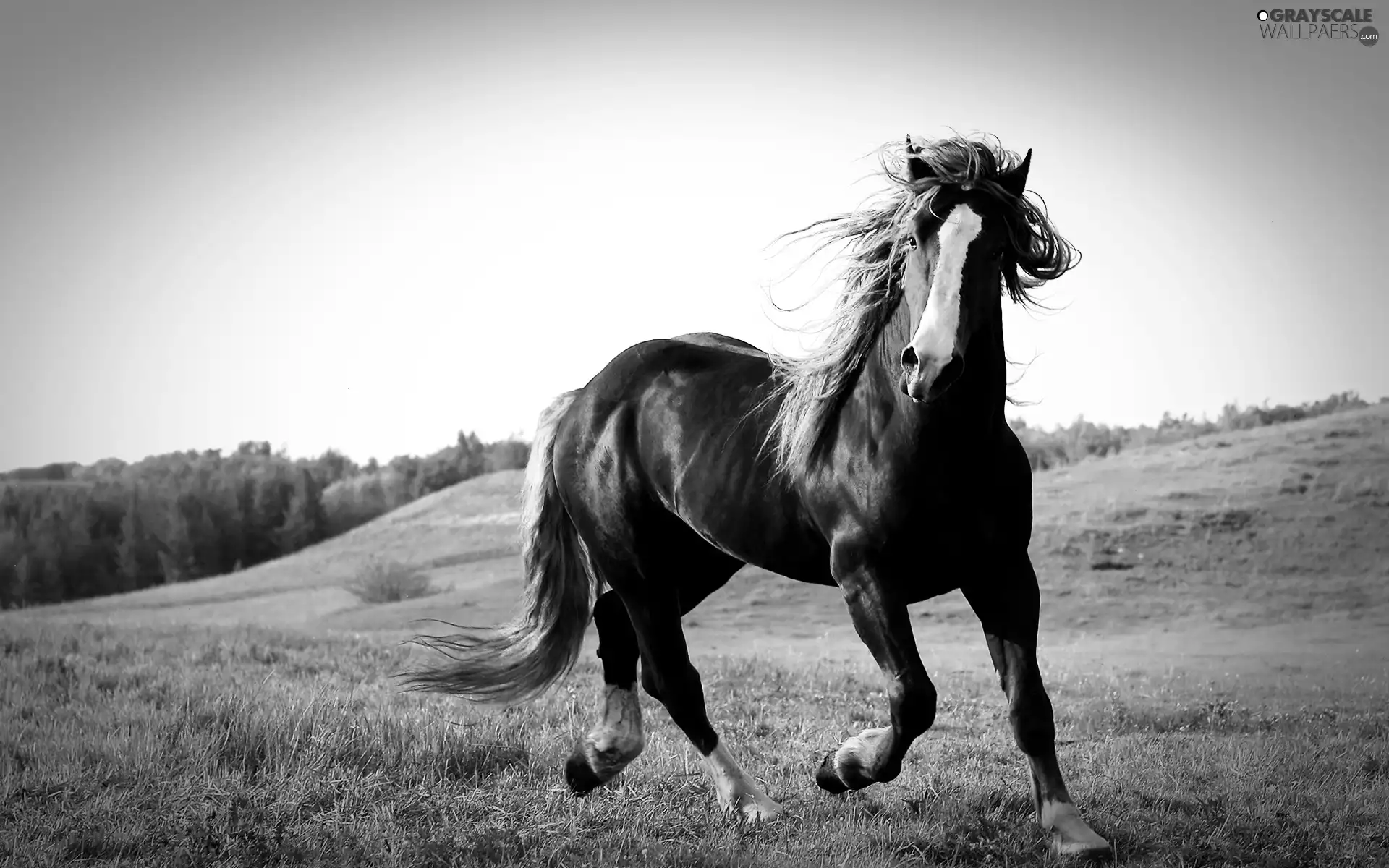 Horse, pasture, hills, chestnut