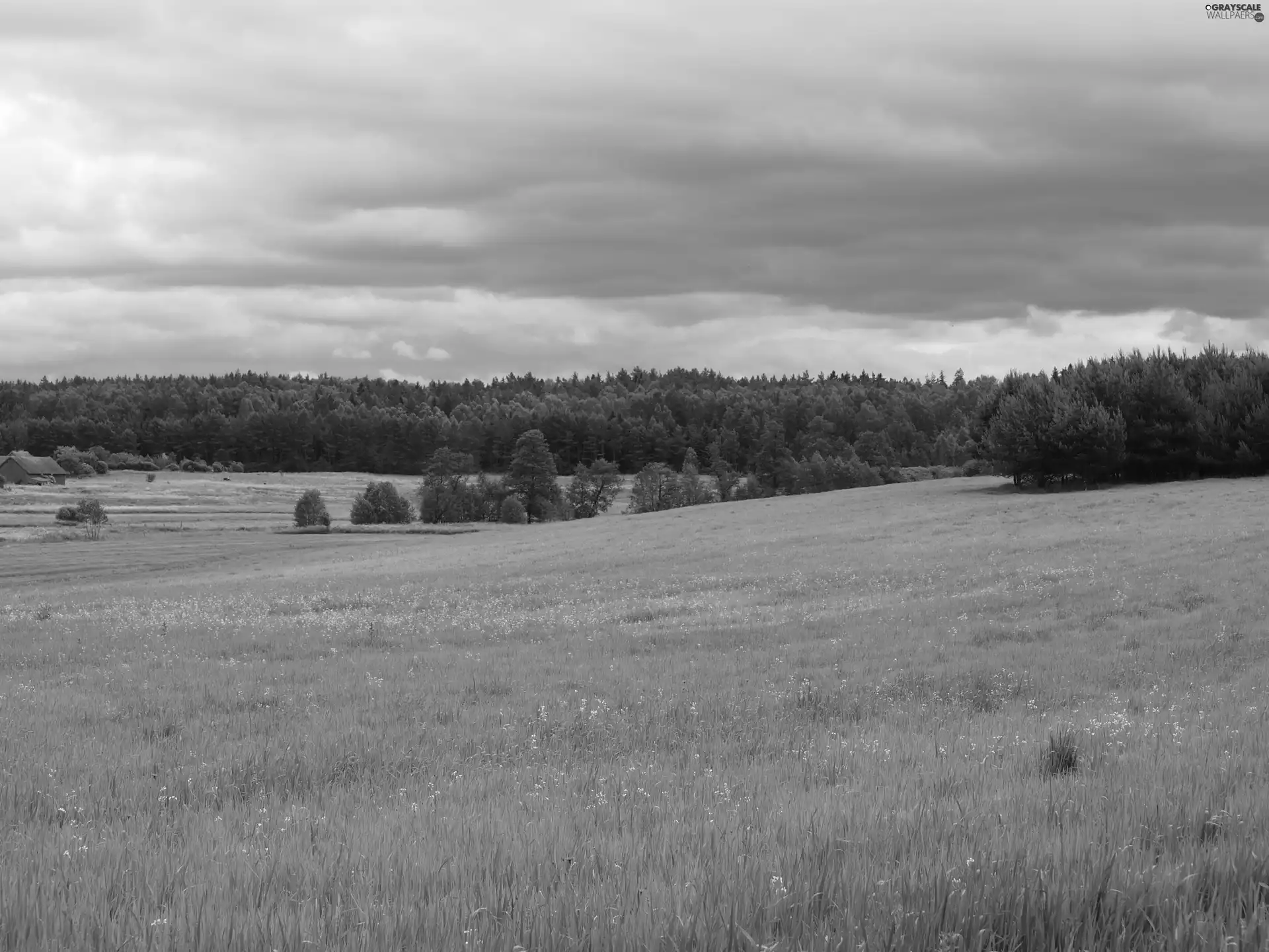 Meadow, forest, hills, Field