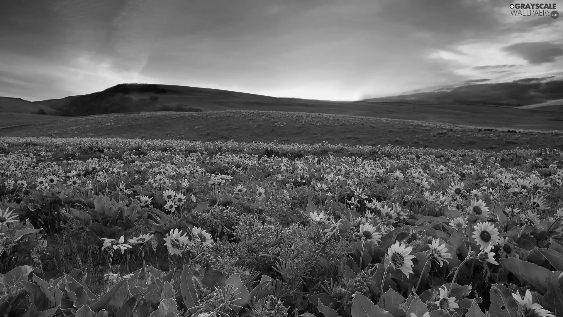 Meadow, Nice sunflowers, The Hills, Great Sunsets