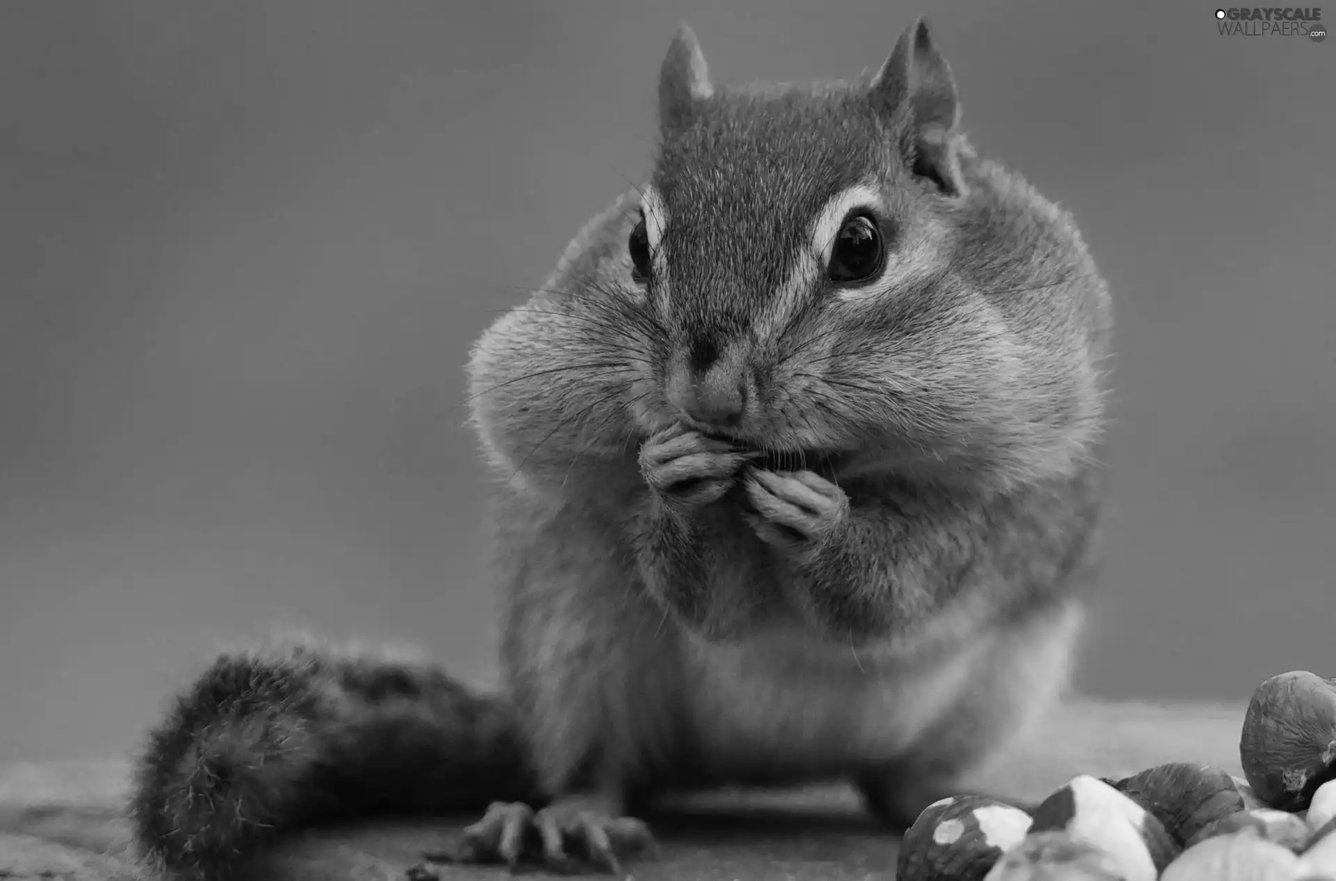 Hoarding, squirrel, peanuts
