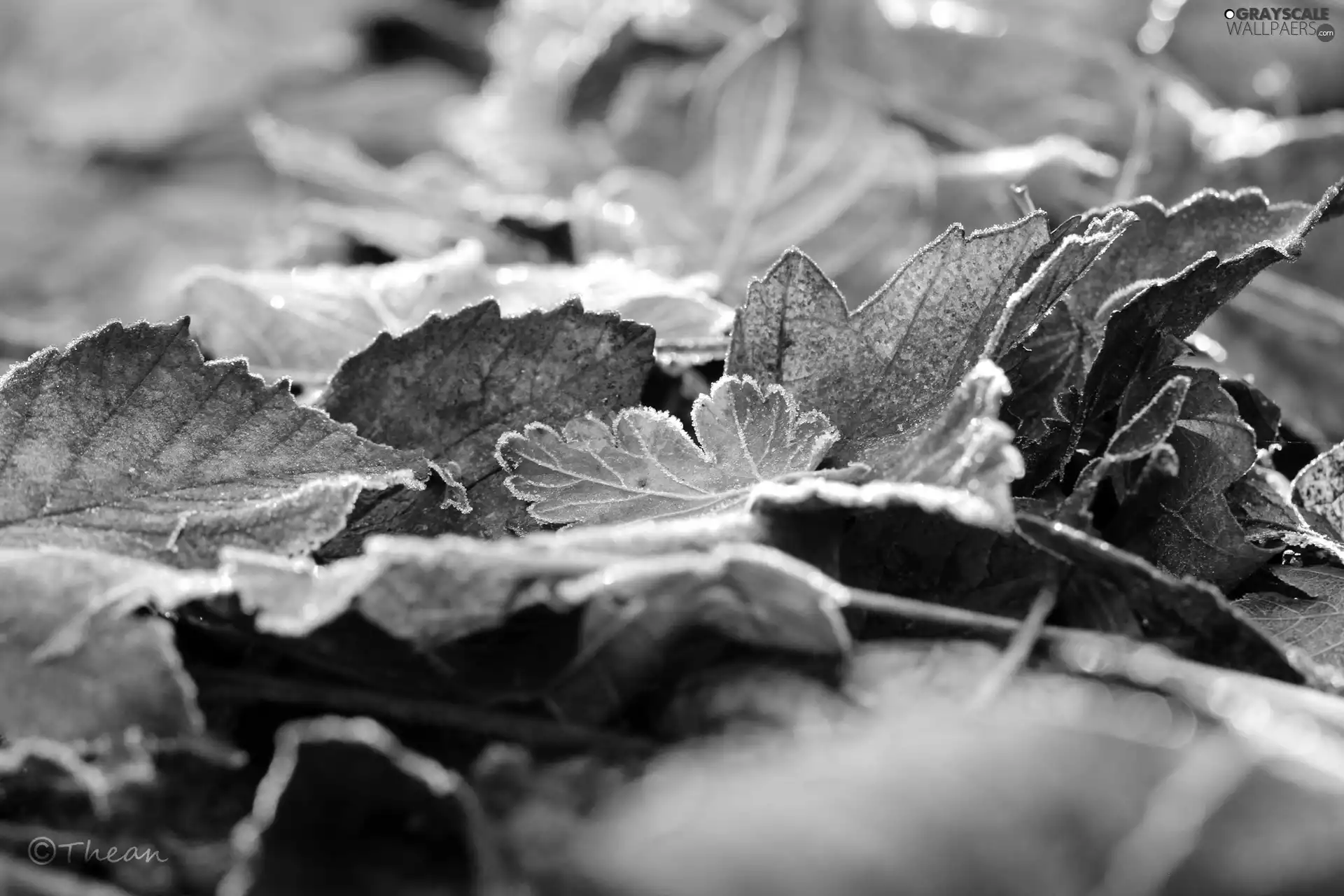 hoarfrost, frozen, Leaf