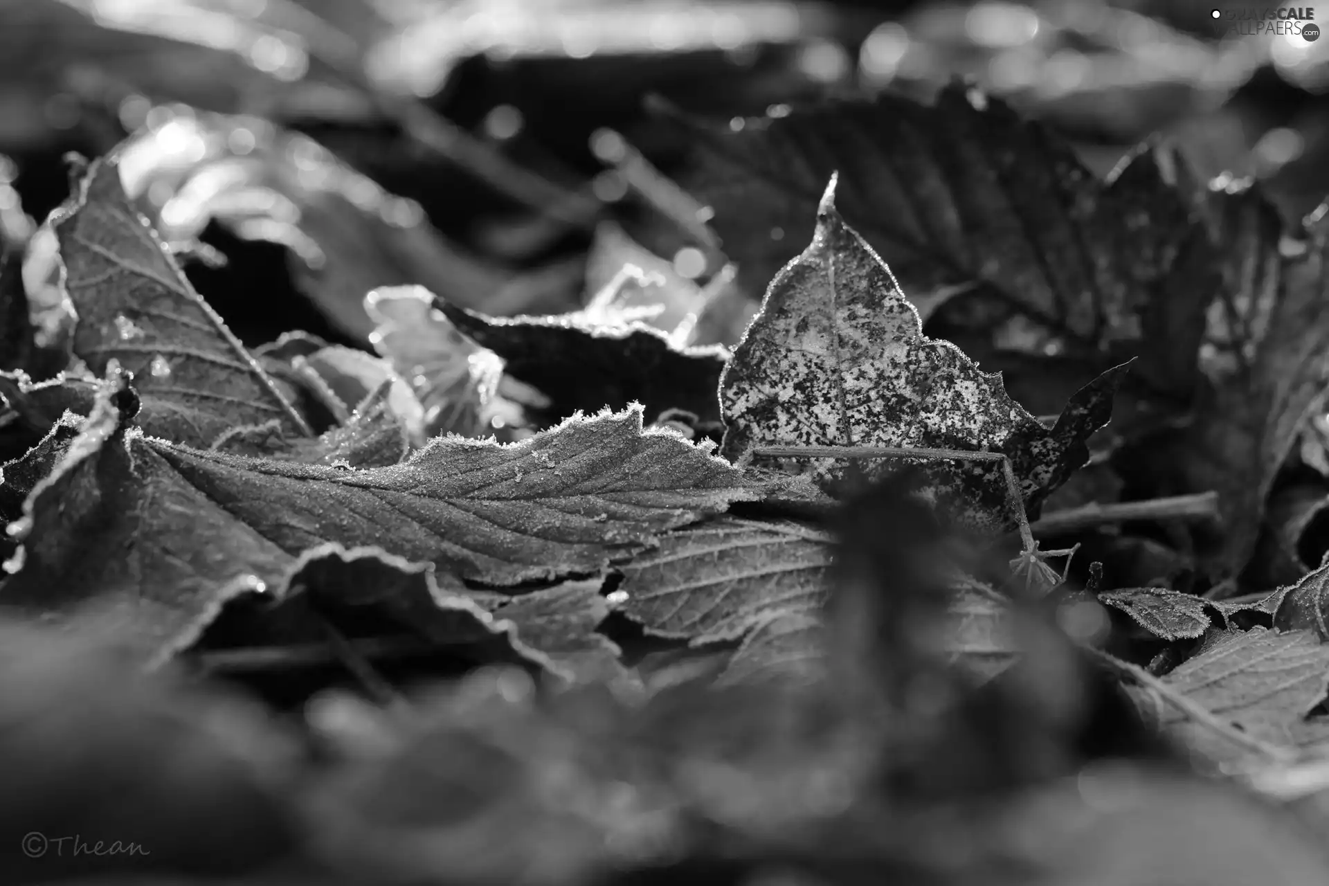 hoarfrost, frozen, Leaf