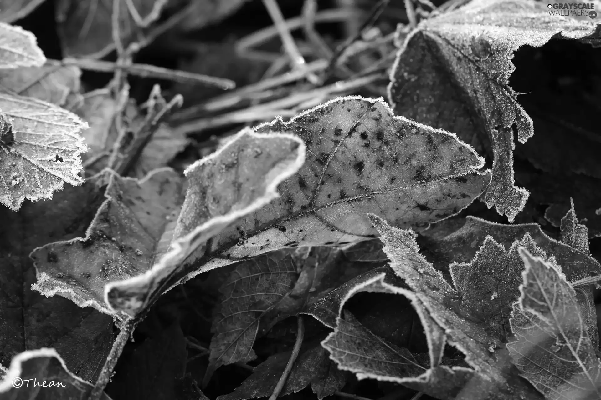 hoarfrost, frozen, Leaf