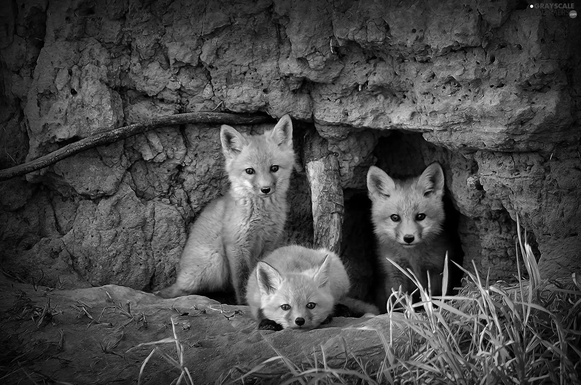 hole, Three, foxes