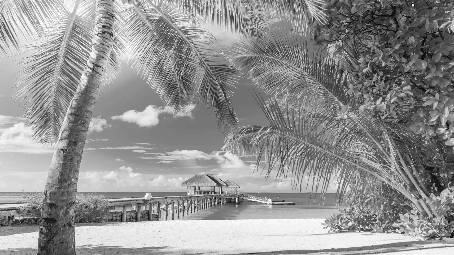 Beaches, Thailand, Palms, holiday, pier, sea
