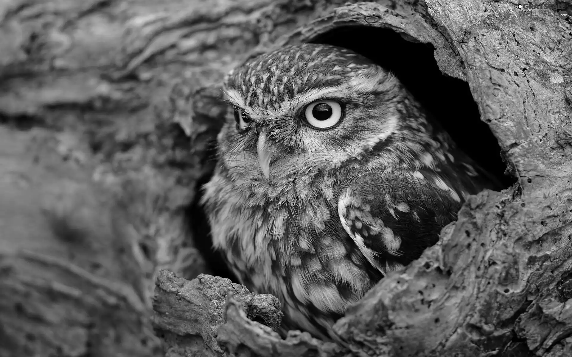 owl, hollow