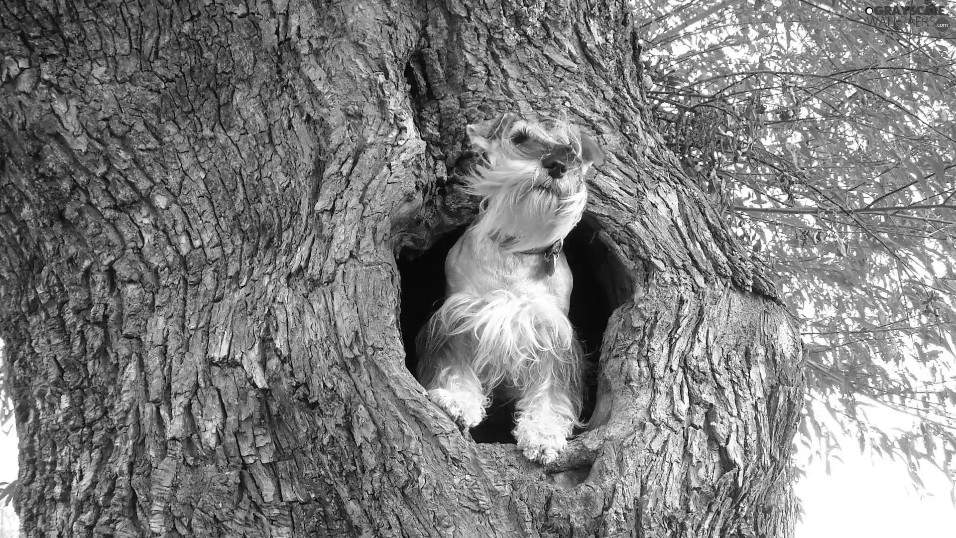 dog, hollow, miniature Schnauzer, trees