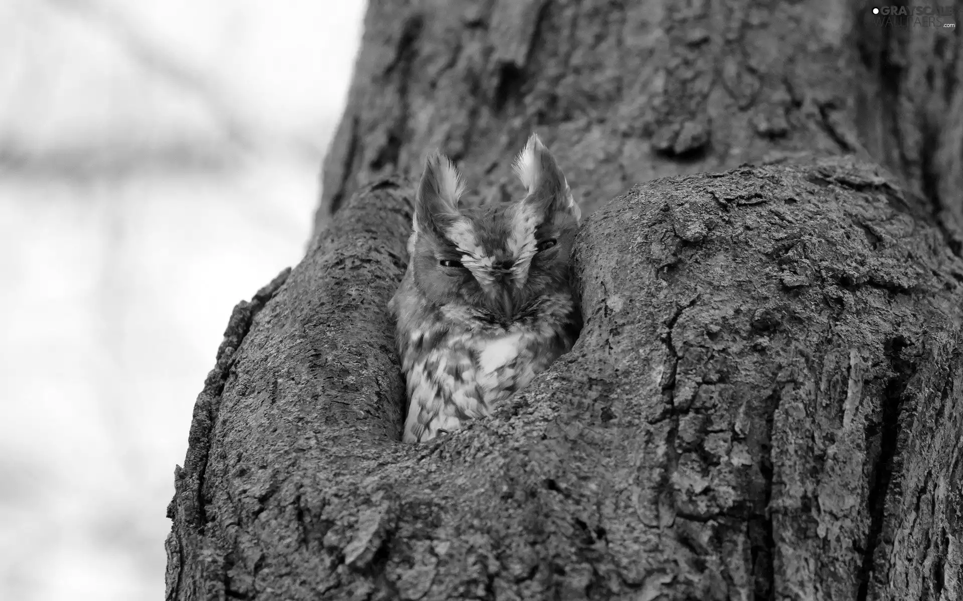 hollow, owl, trees