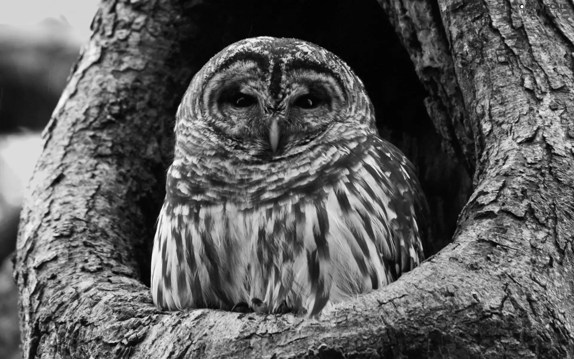 hollow, owl, trees