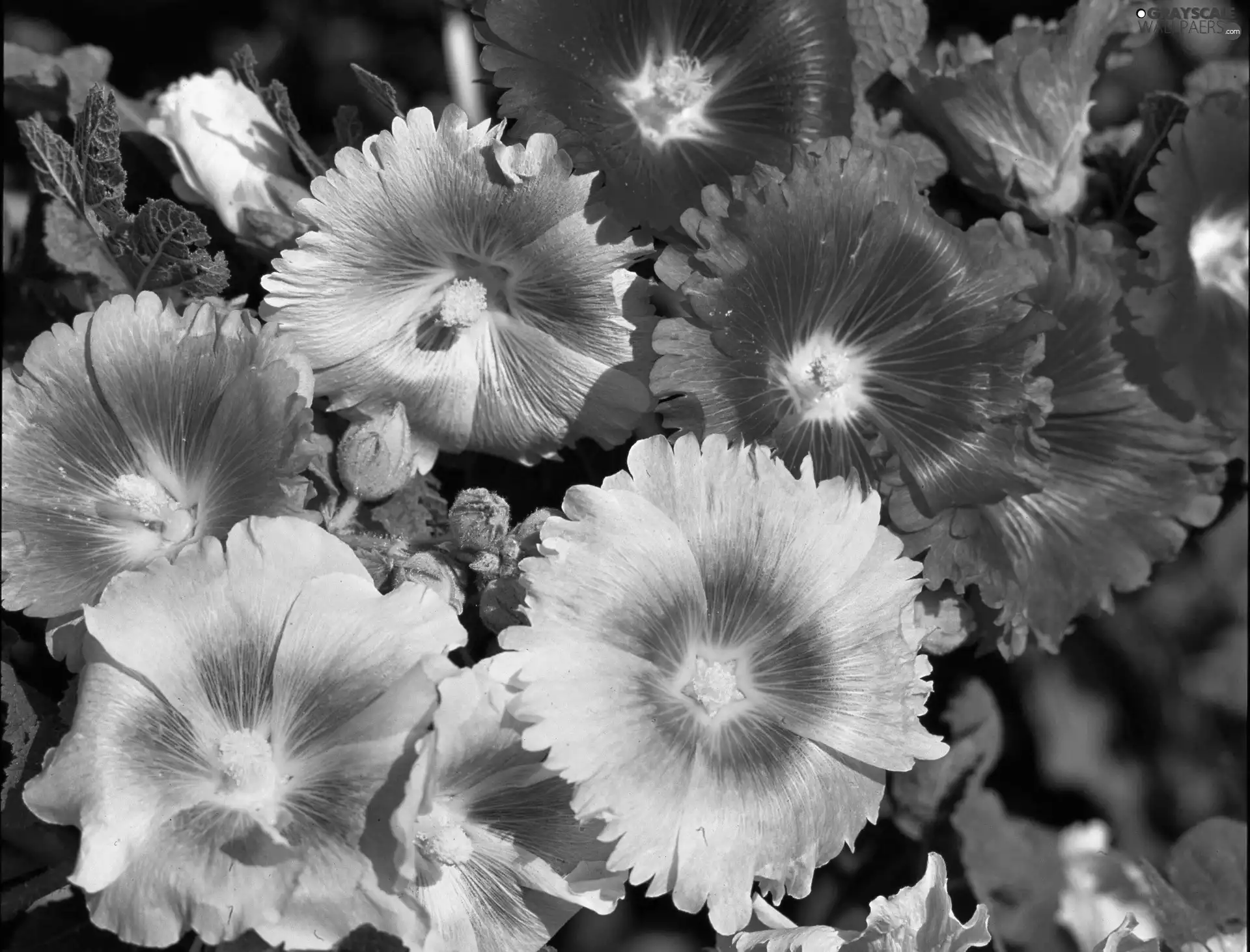 Hollyhocks, color, Flowers