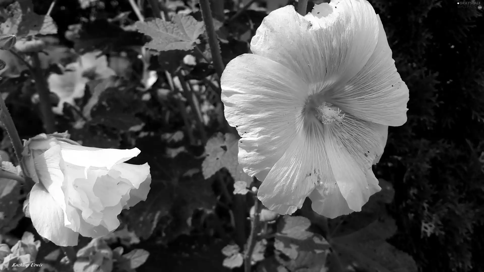 Flowers, Hollyhocks