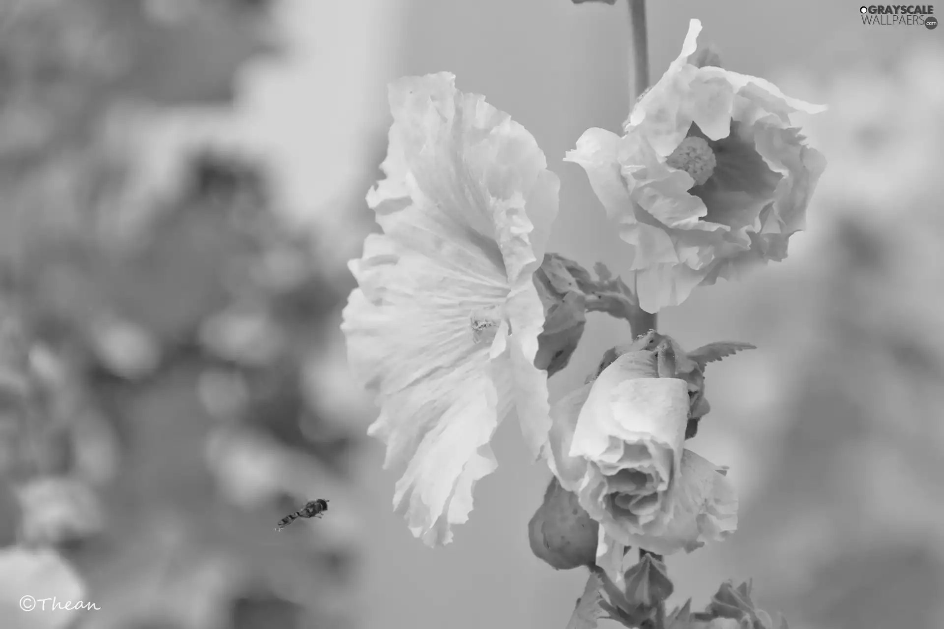 Flowers, pale pink, Hollyhocks