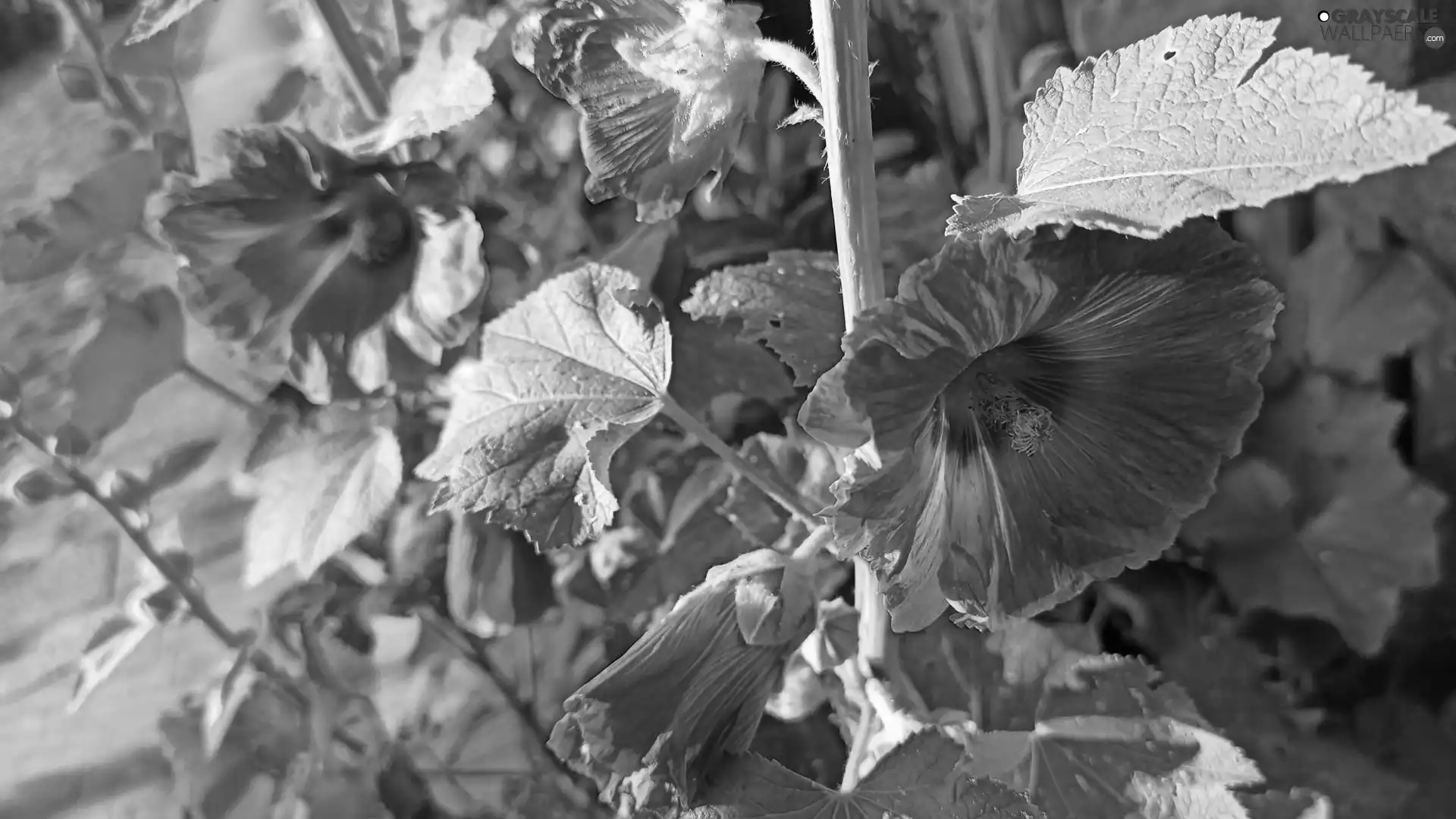 Hollyhocks, Flowers, Red