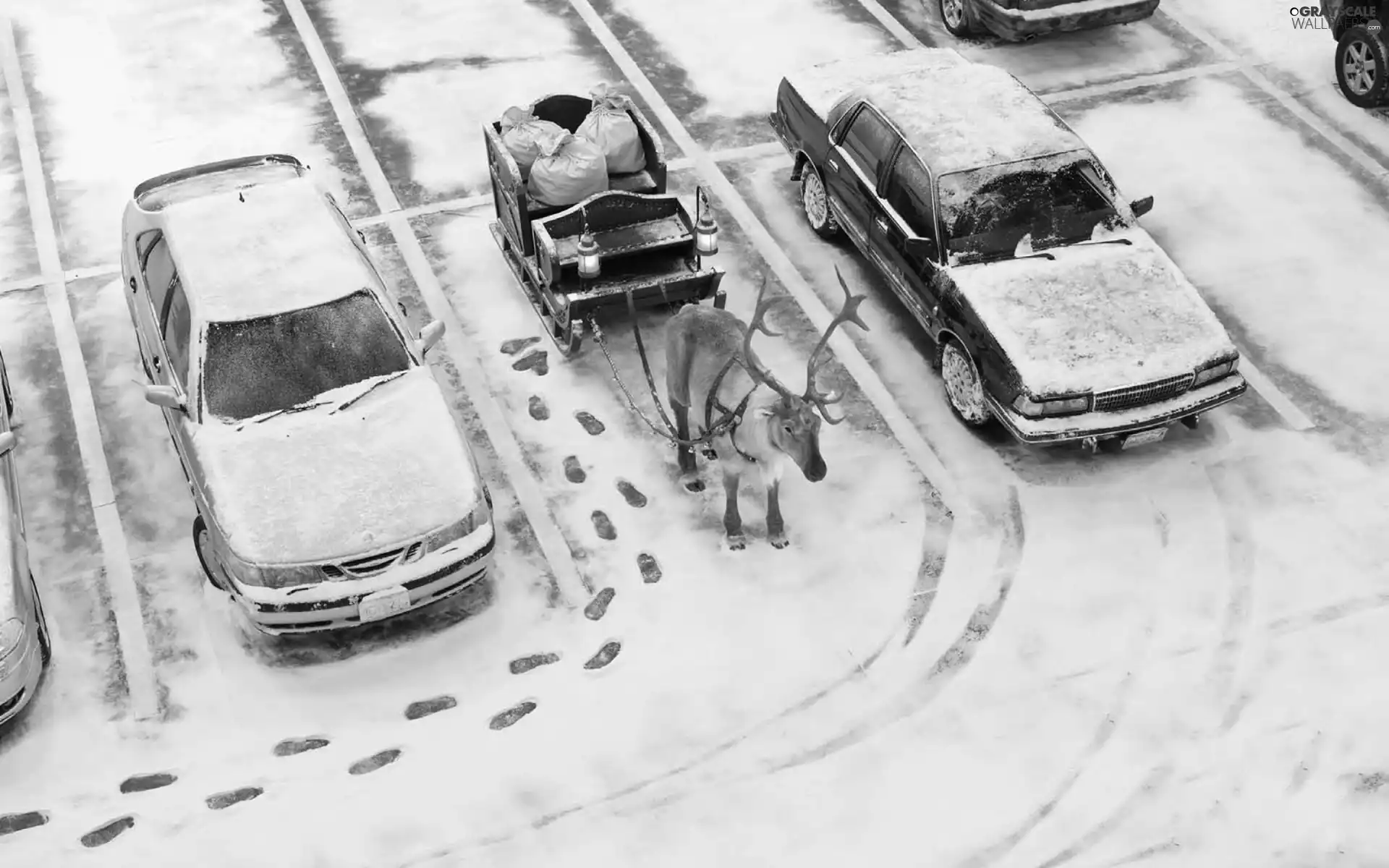 traces, winter, Santa, cars, reindeer, snow