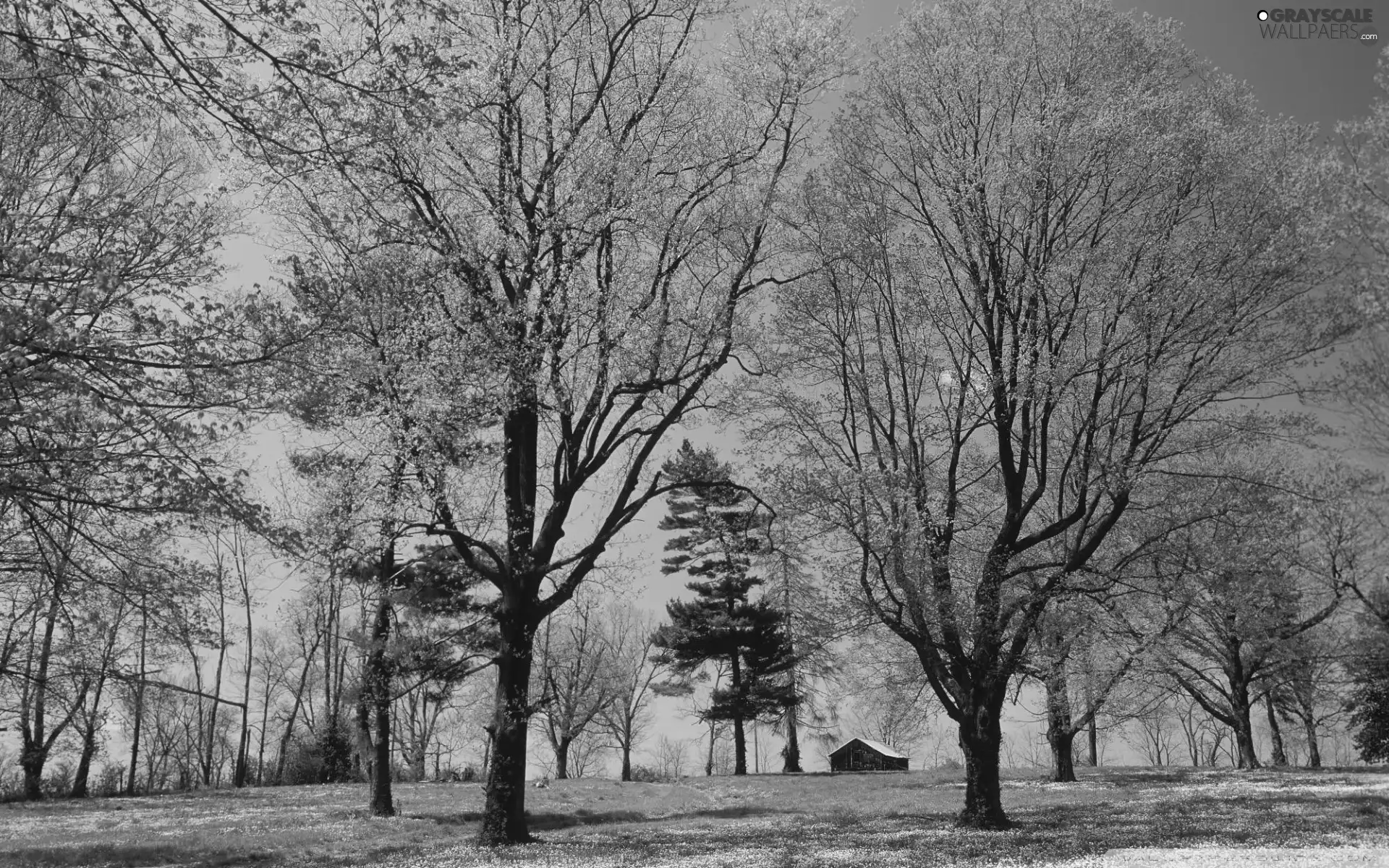 Park, viewes, Home, trees