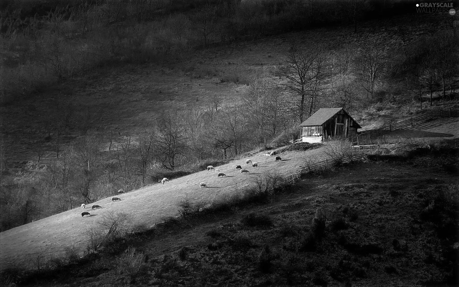 viewes, Meadow, Sheep, farms and fields, Home, trees