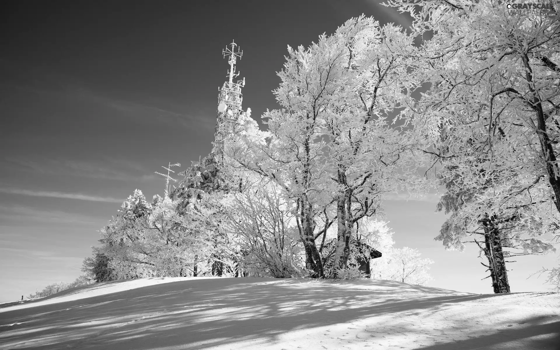 winter, viewes, Home, trees