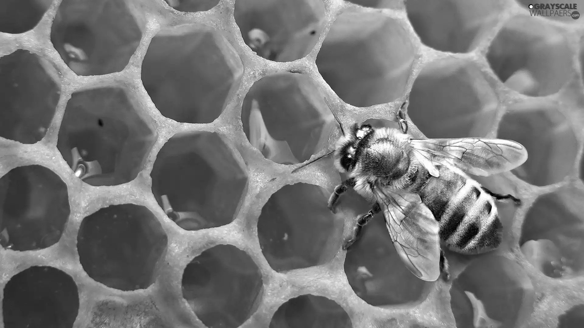 honey, bee, slice