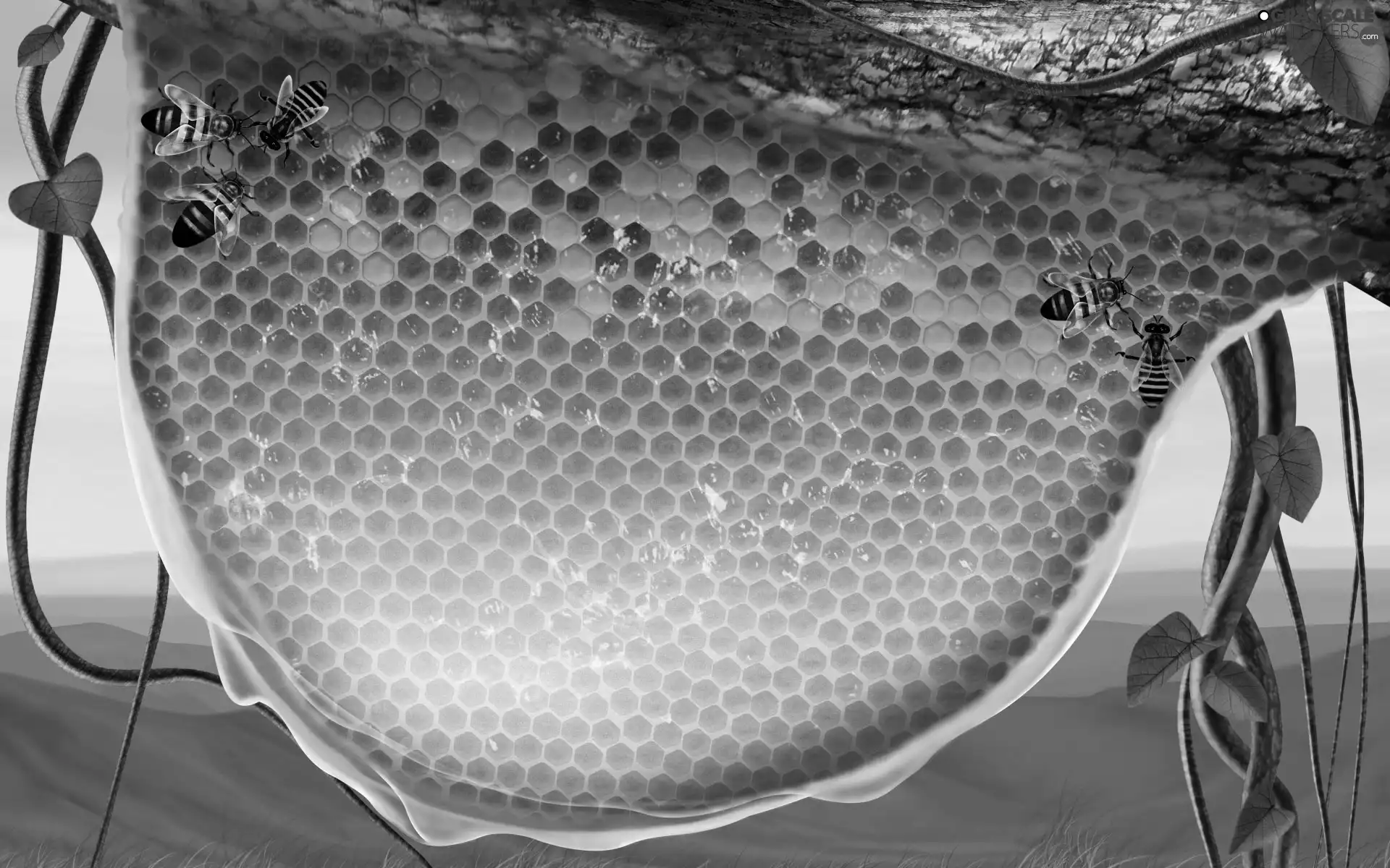 honey, Bees, slice