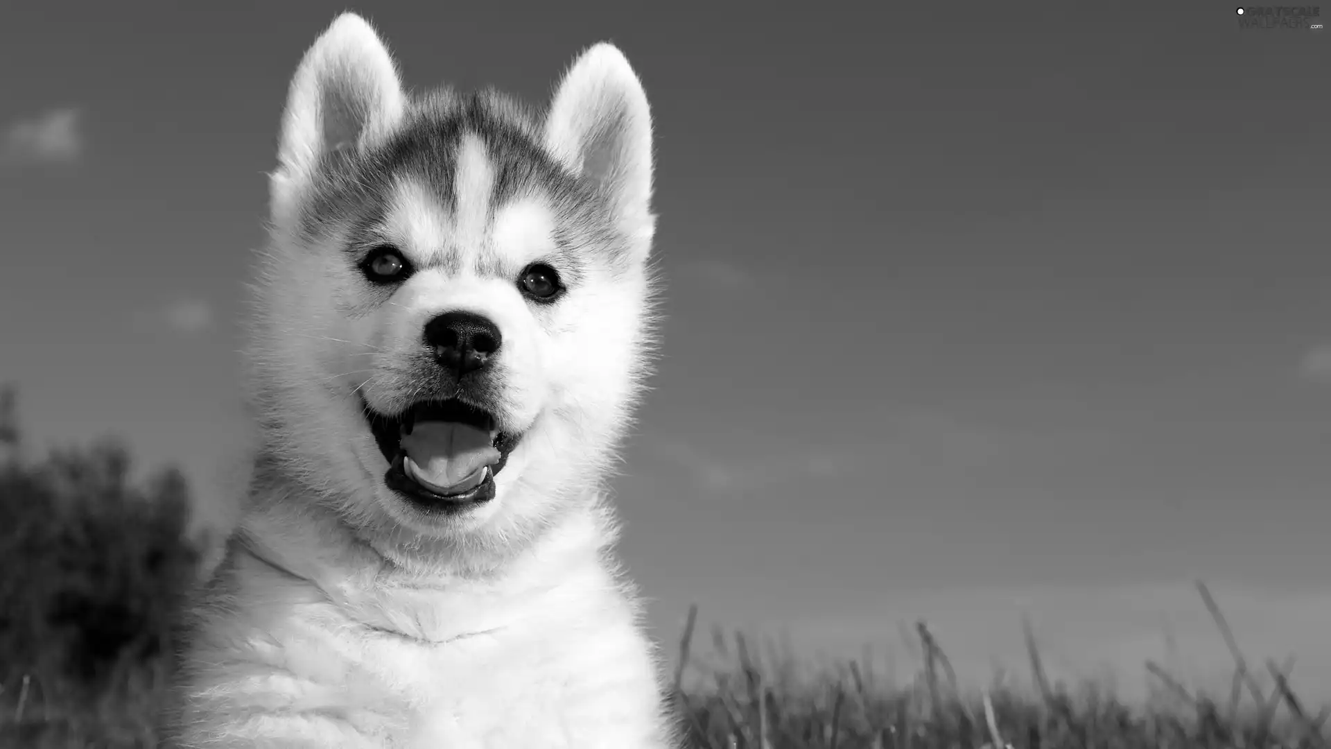 Puppy, Siberian Husky, honeyed