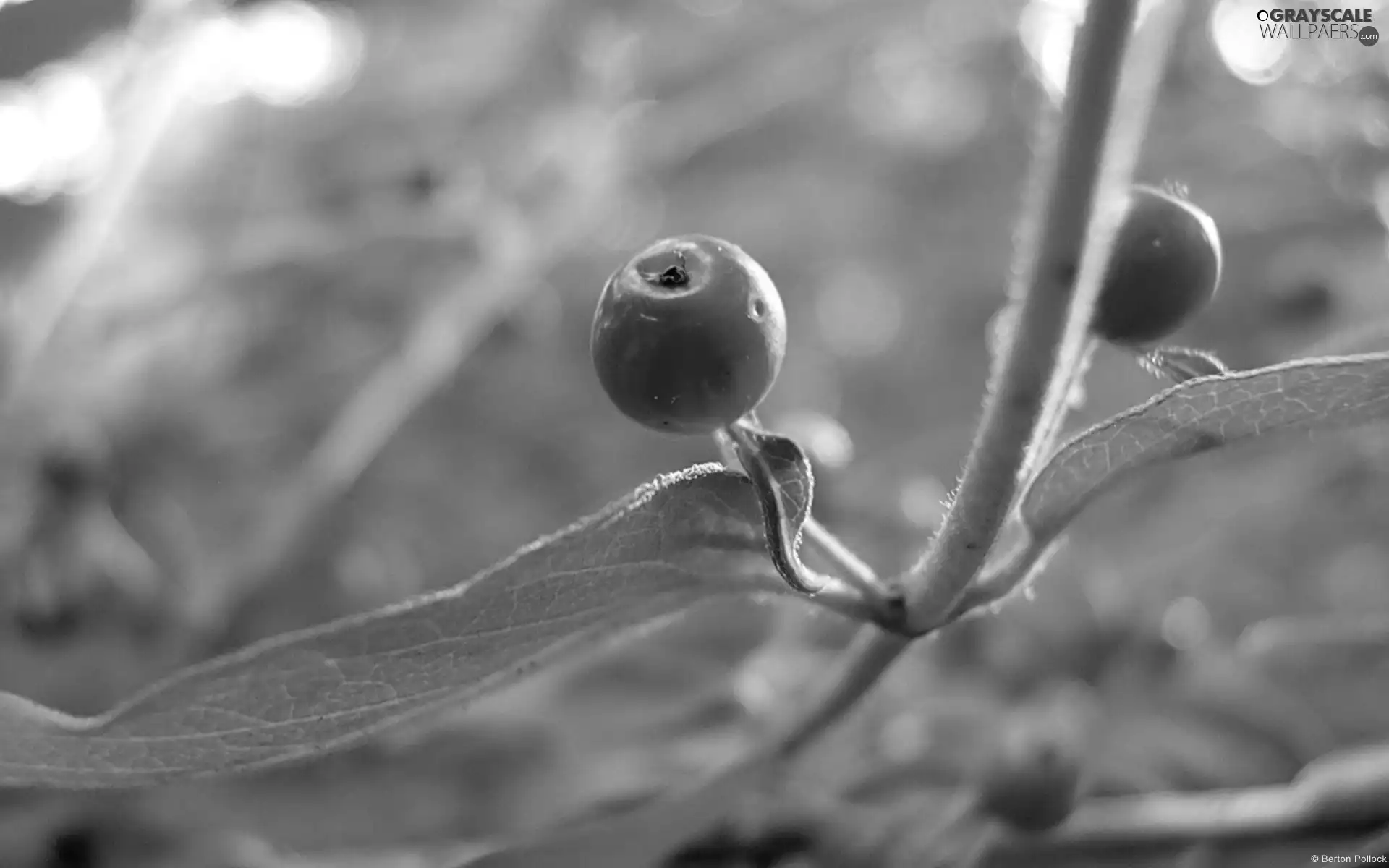 blueberries, honeysuckle