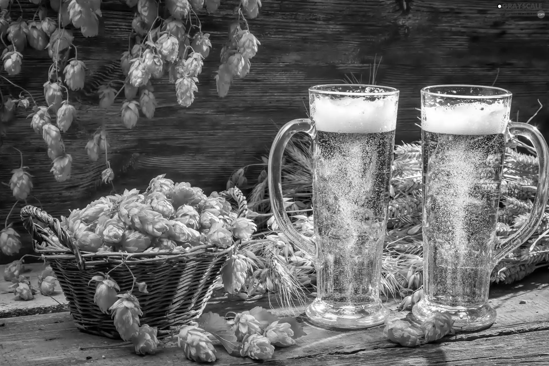 hop, Beer, Glass
