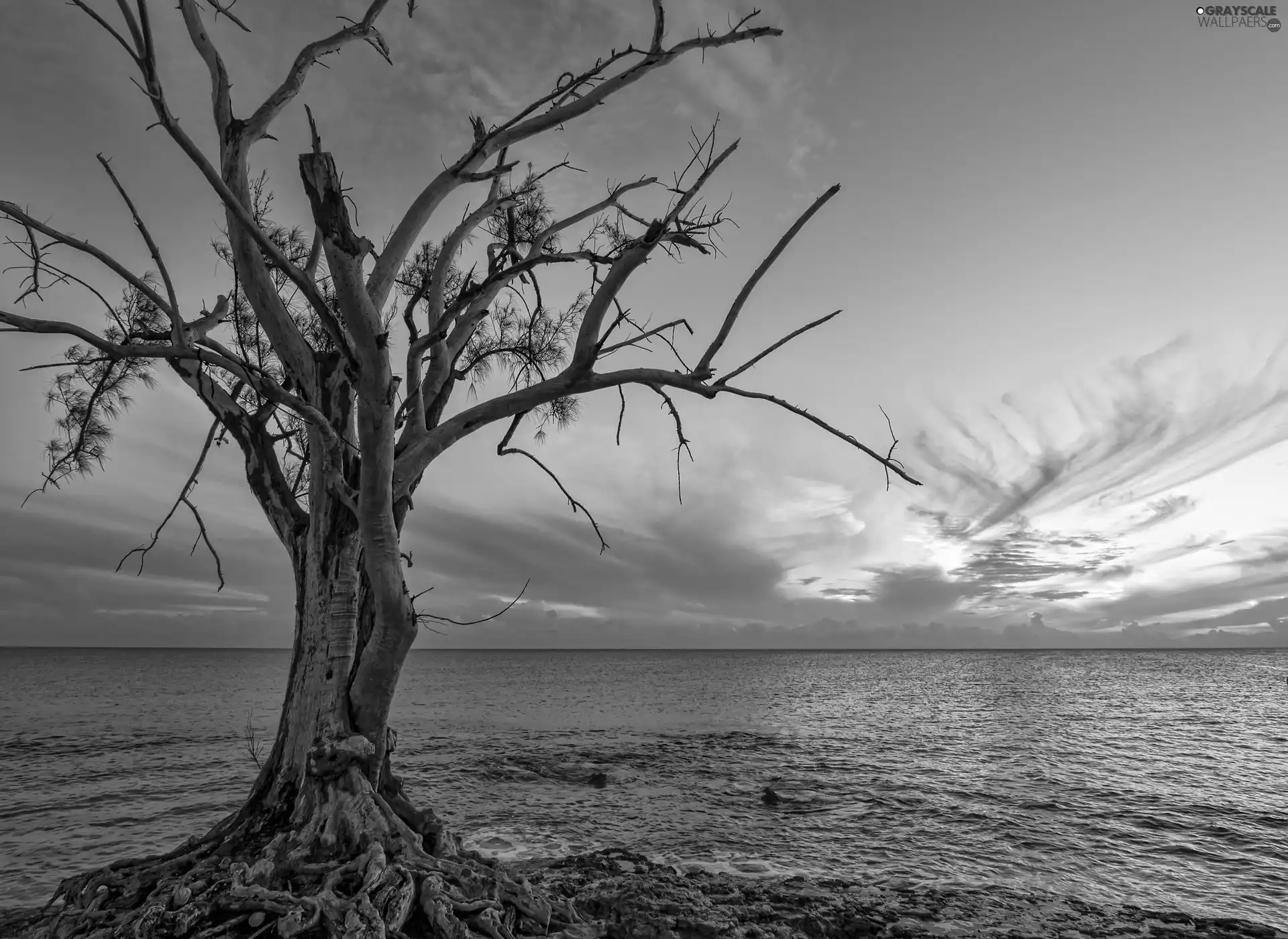 horizon, sea, trees