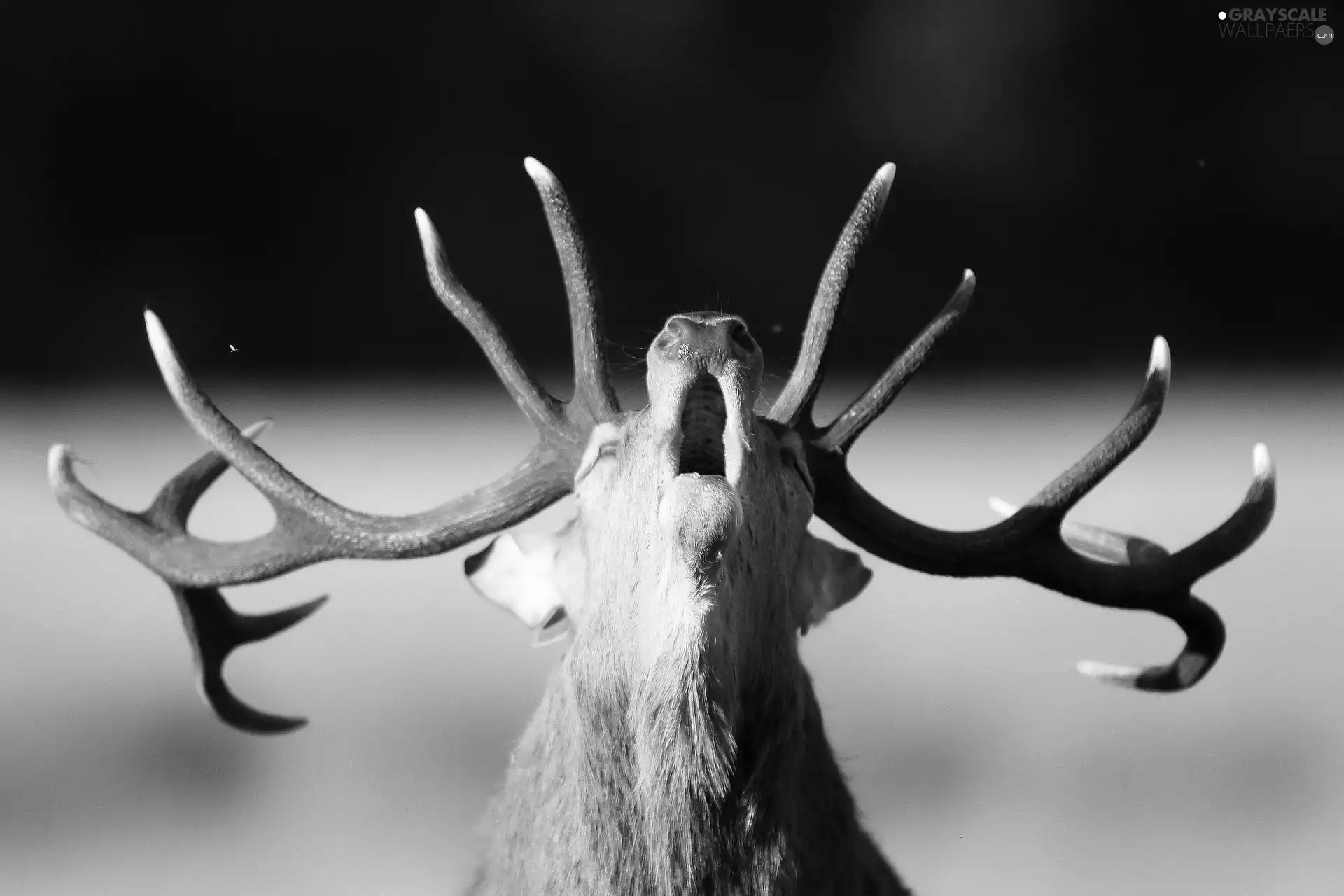 horns, roaring, deer
