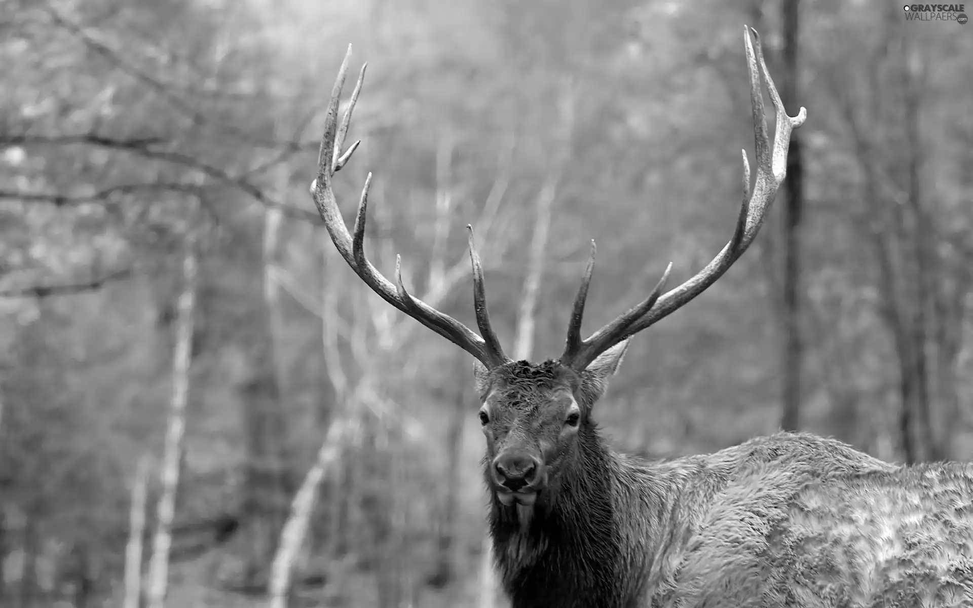 deer, horns