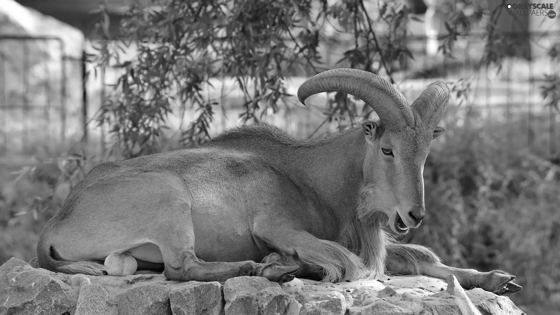 goat, horns