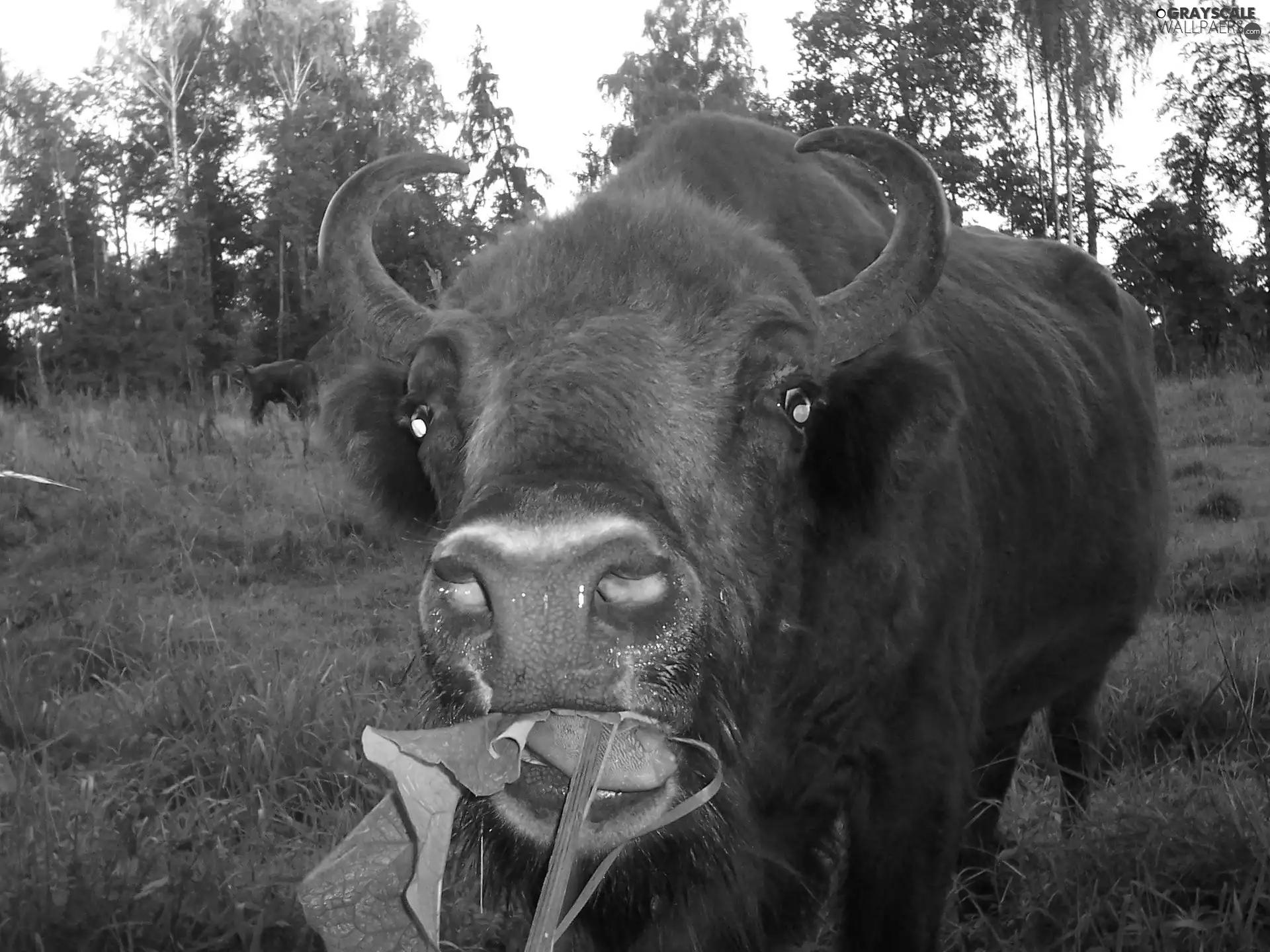 Head, wrapped, horns, Bison