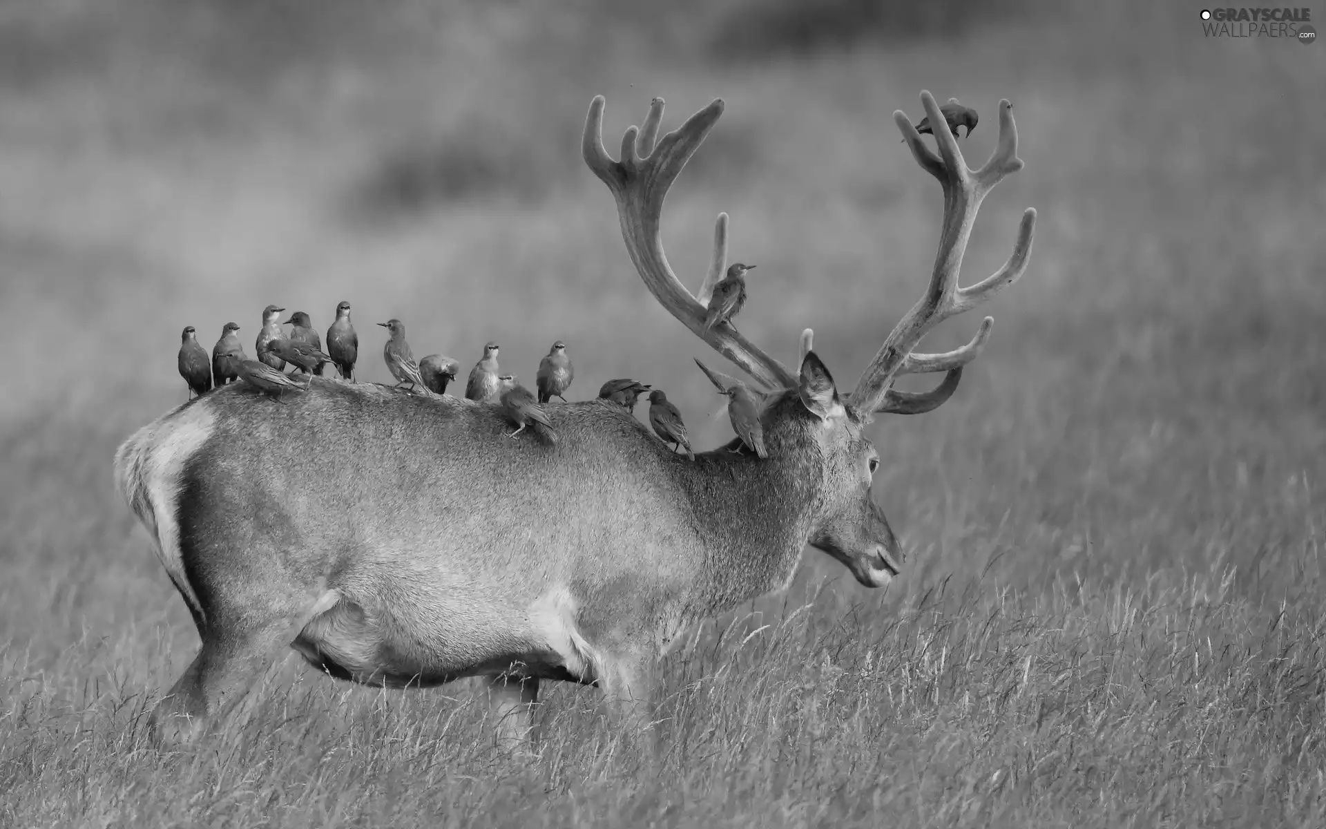 Birds on the log, deer, horns