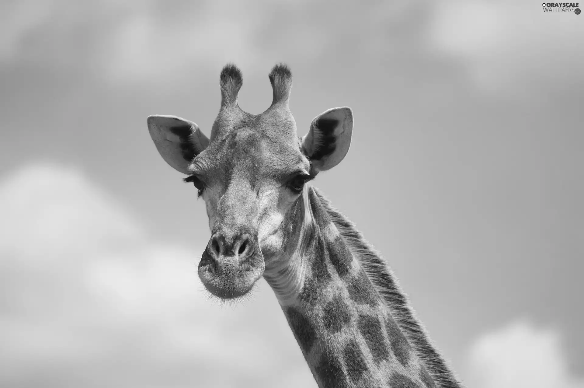 horns, giraffe, neck