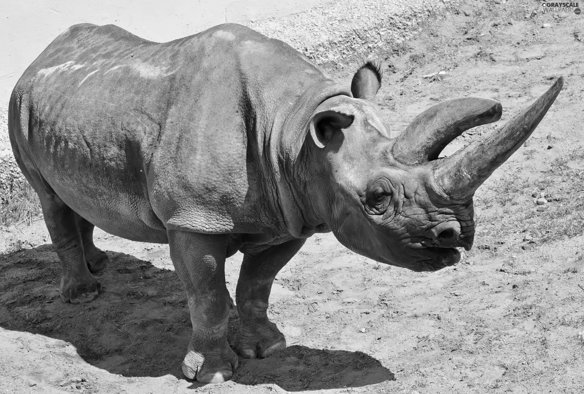 Rhino, horns