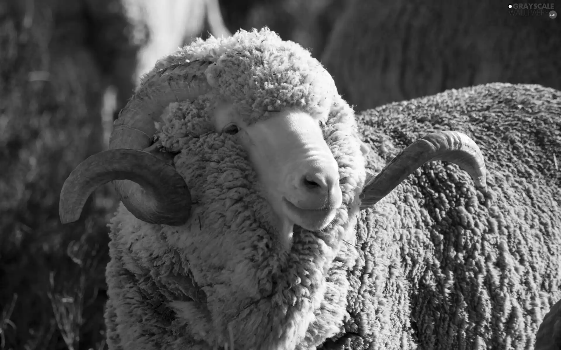 sheep, horns