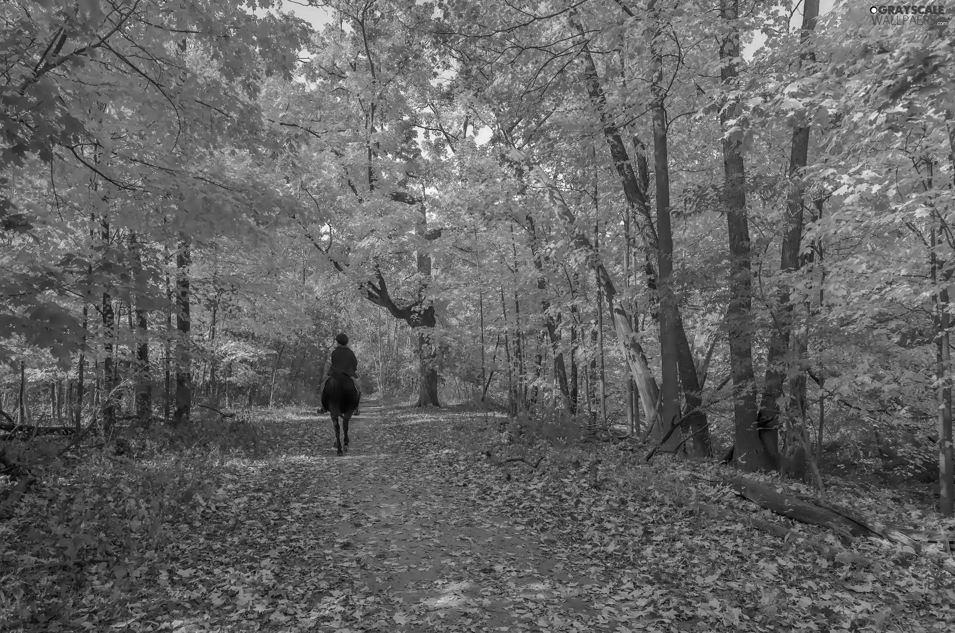 autumn, Park, Horse, Way