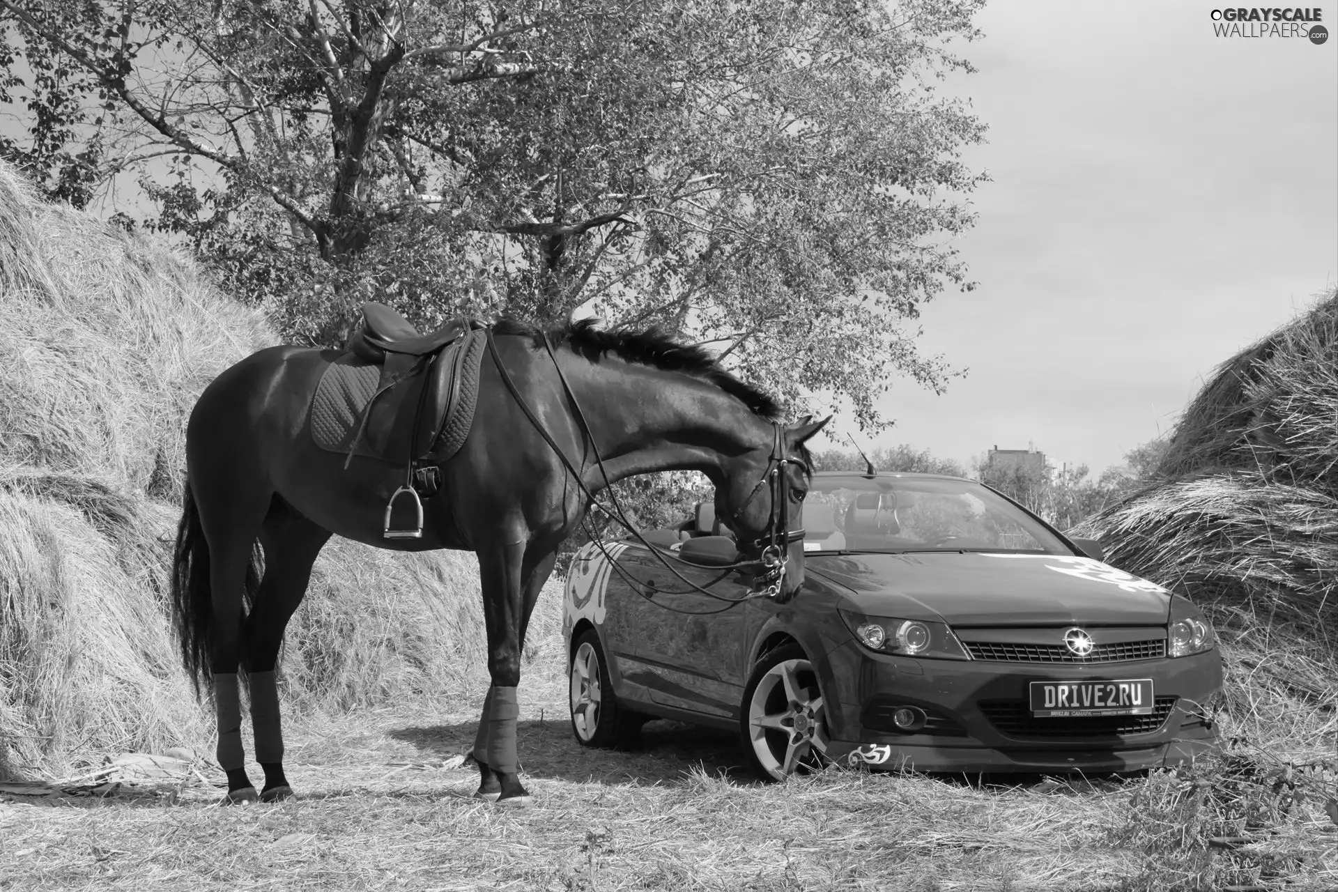 Horse, Red, car