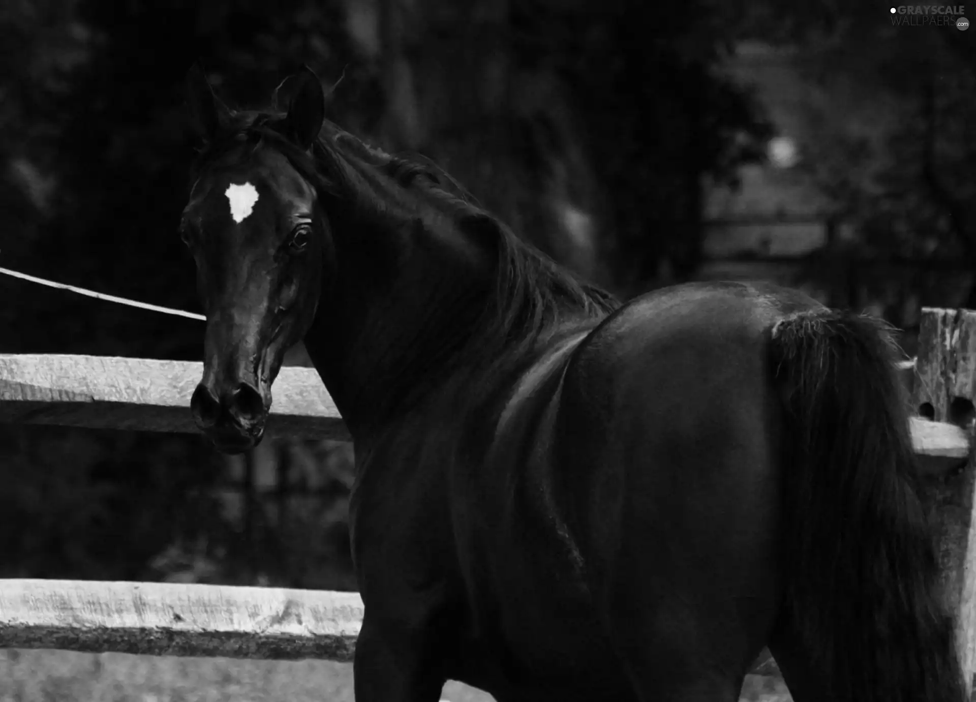 Penalties, Horse