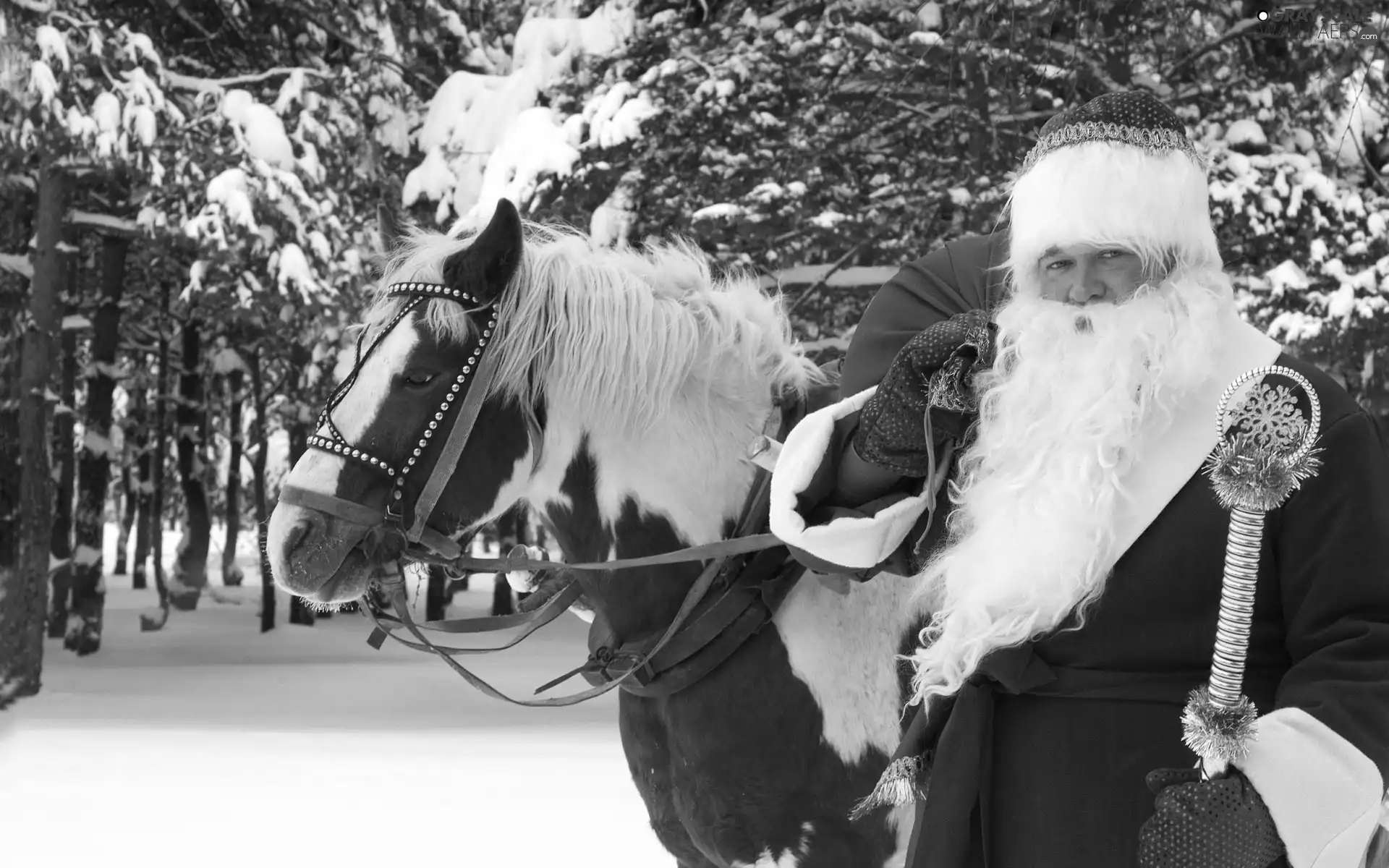 Santa, snow, Horse, forest