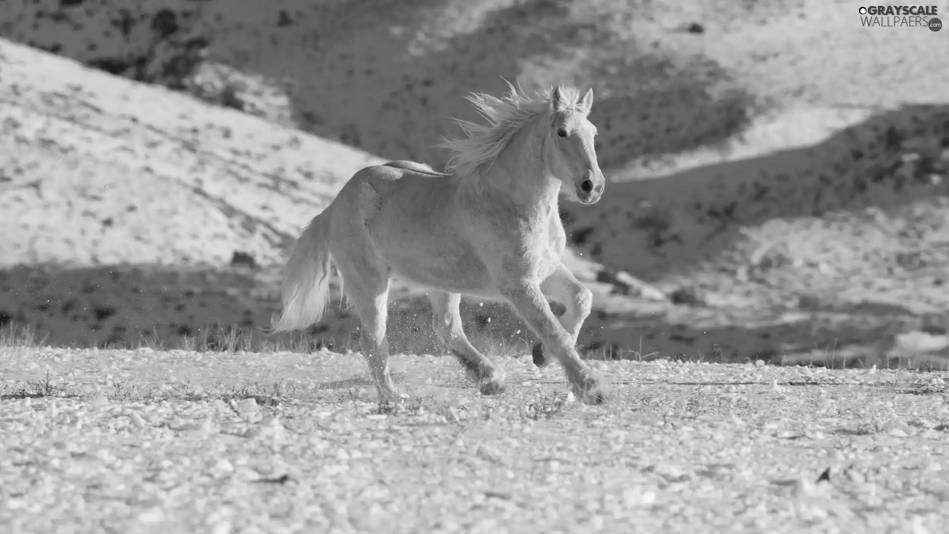 snow, White, Horse