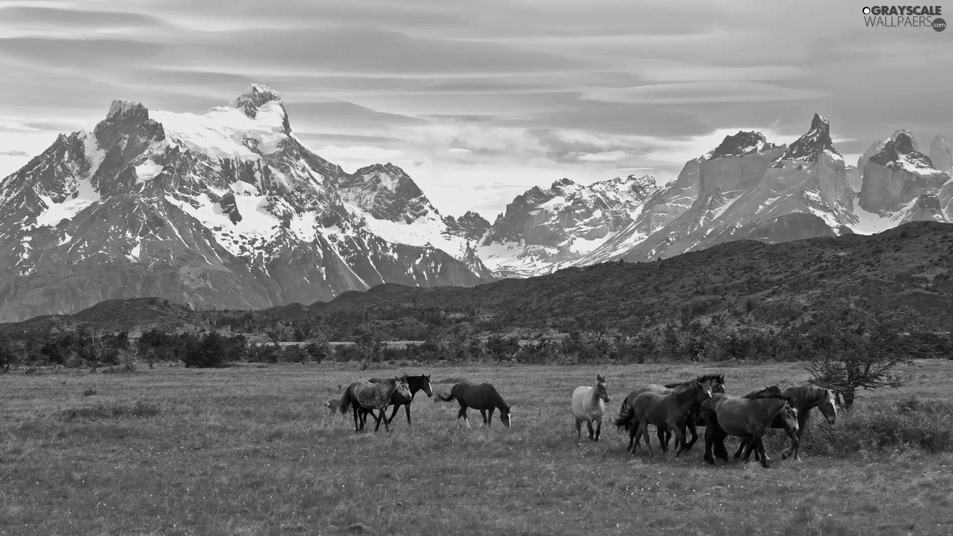 Mountains, herd, horses, Meadow