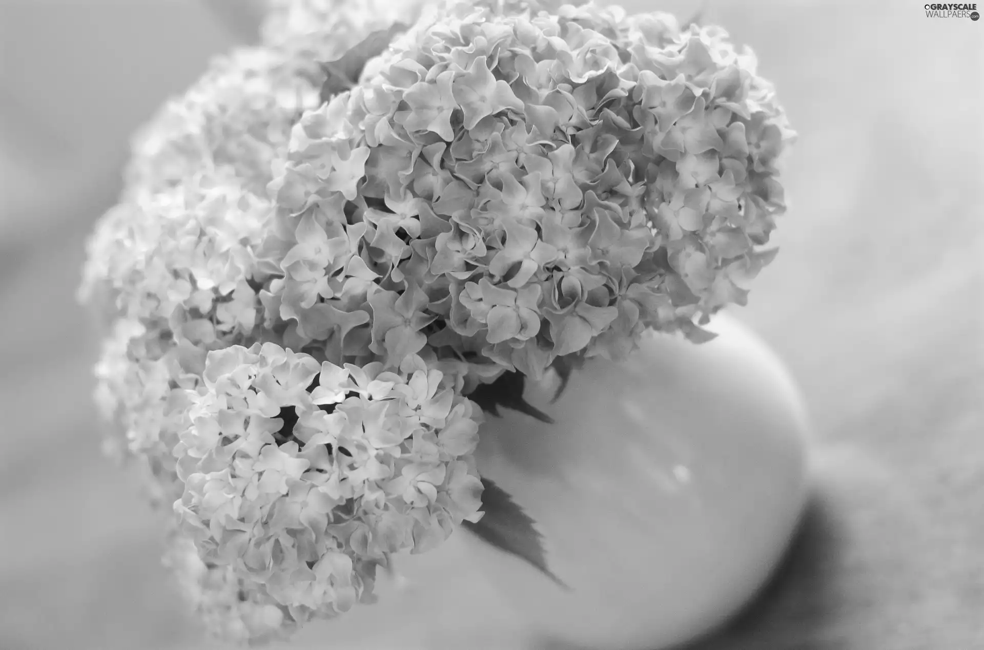 Hortense, Blue, Flowers